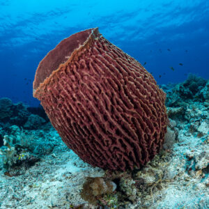 Large red barrel sponge on a reef under blue water, Shark Point, Banda Sea, Indonesia
