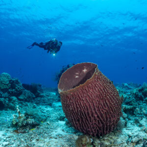 Diver above a red barrel sponge on a sandy reef, Shark Point, Banda Sea, Indonesia