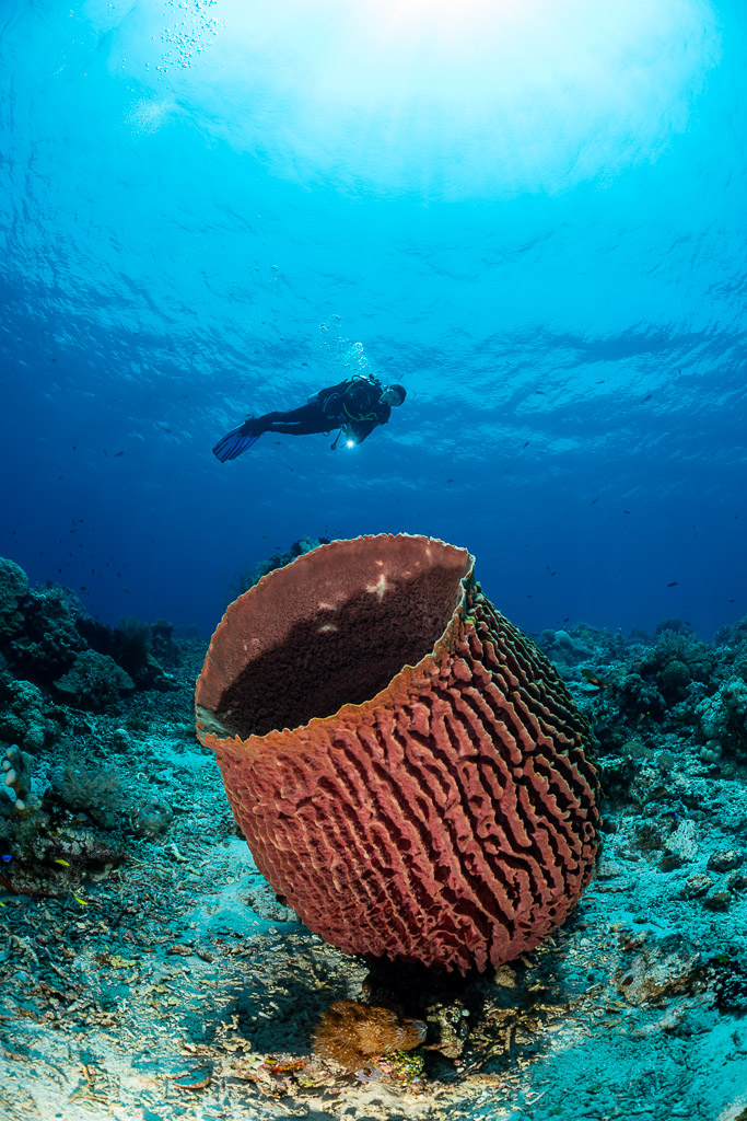Vue verticale d’un plongeur sous le soleil au-dessus d’une éponge barrique, Shark Point, mer de Banda, Indonésie