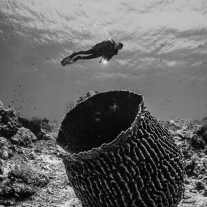 Vue verticale en noir et blanc d’une éponge barrique et d’un plongeur, Shark Point, mer de Banda, Indonésie