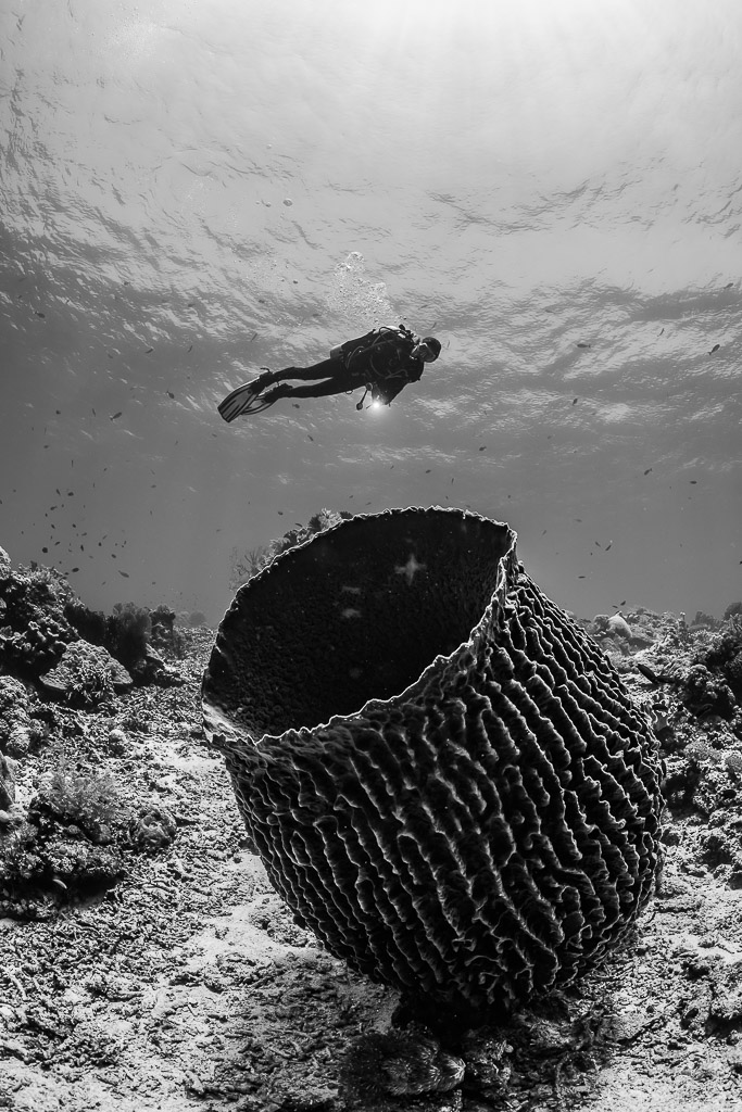 Vue verticale en noir et blanc d’une éponge barrique et d’un plongeur, Shark Point, mer de Banda, Indonésie