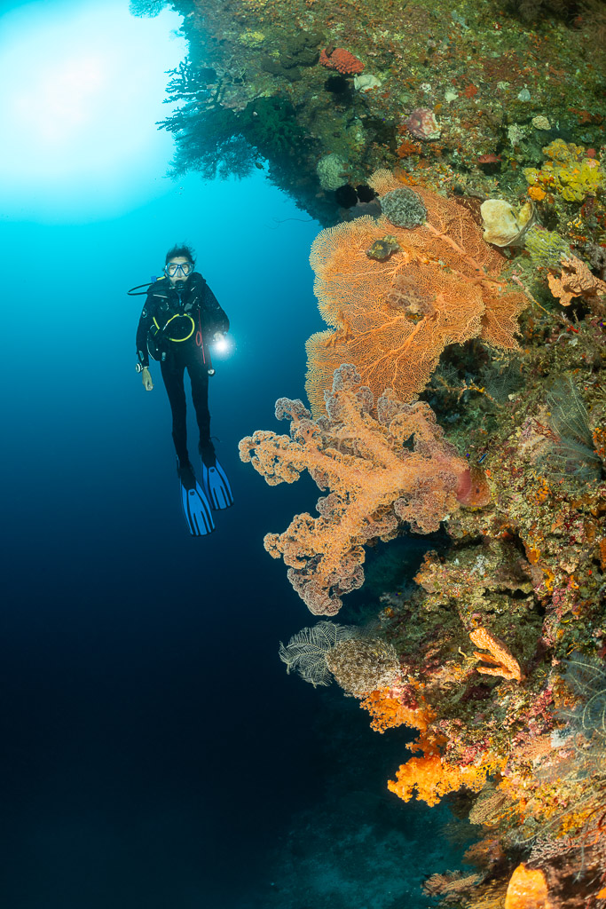 Vue verticale d’un plongeur près de coraux mous orange sur un tombant, Bacatan Wall, mer de Banda, Indonésie
