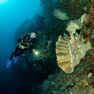 Diver with torch beside a large elephant ear sponge on a wall, Bacatan Wall, Banda Sea, Indonesia