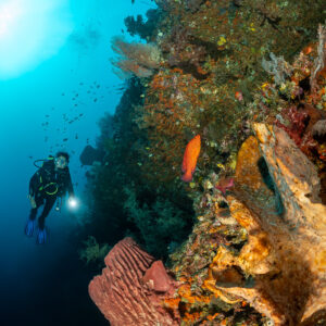 Diver with torch near a barrel sponge on a sunlit reef wall, Bacatan Wall, Banda Sea, Indonesia