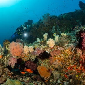 Diver with torch over a soft coral garden with sea fans, Bacatan Wall, Banda Sea, Indonesia