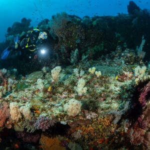 Diver with torch behind a reef ridge covered in soft corals, Bacatan Wall, Banda Sea, Indonesia
