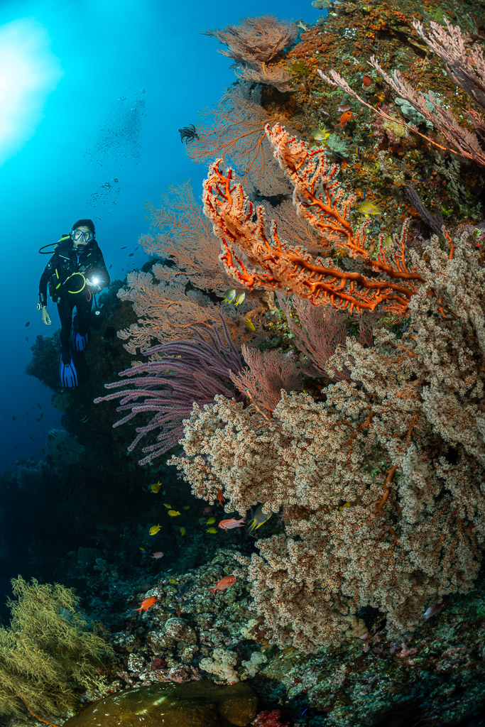 Vue verticale d’un plongeur près de fouets de mer et de coraux mous, Bacatan Wall, mer de Banda, Indonésie