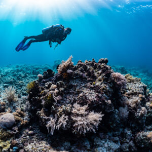 Diver above a coral bommie under sun rays, Bacatan Wall, Banda Sea, Indonesia
