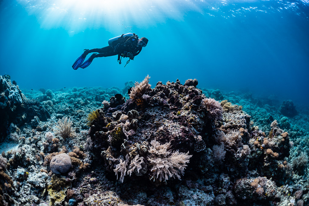 Diver above a coral bommie under sun rays, Bacatan Wall, Banda Sea, Indonesia