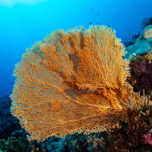 Large orange sea fan with crinoids on a reef wall, Yellow Corner, Banda Sea, Indonesia
