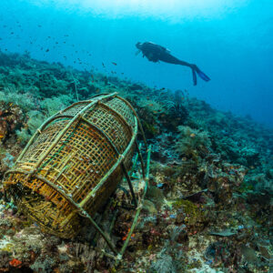 Diver above a bamboo fish trap lying on the reef, Babylone, Banda Sea, Indonesia