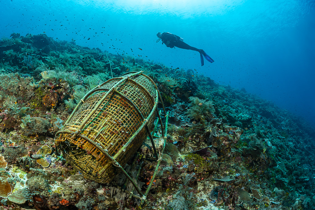 Diver above a bamboo fish trap lying on the reef, Babylone, Banda Sea, Indonesia