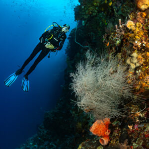 Diver beside a white black coral bush and orange sponge, Babylone, Banda Sea, Indonesia