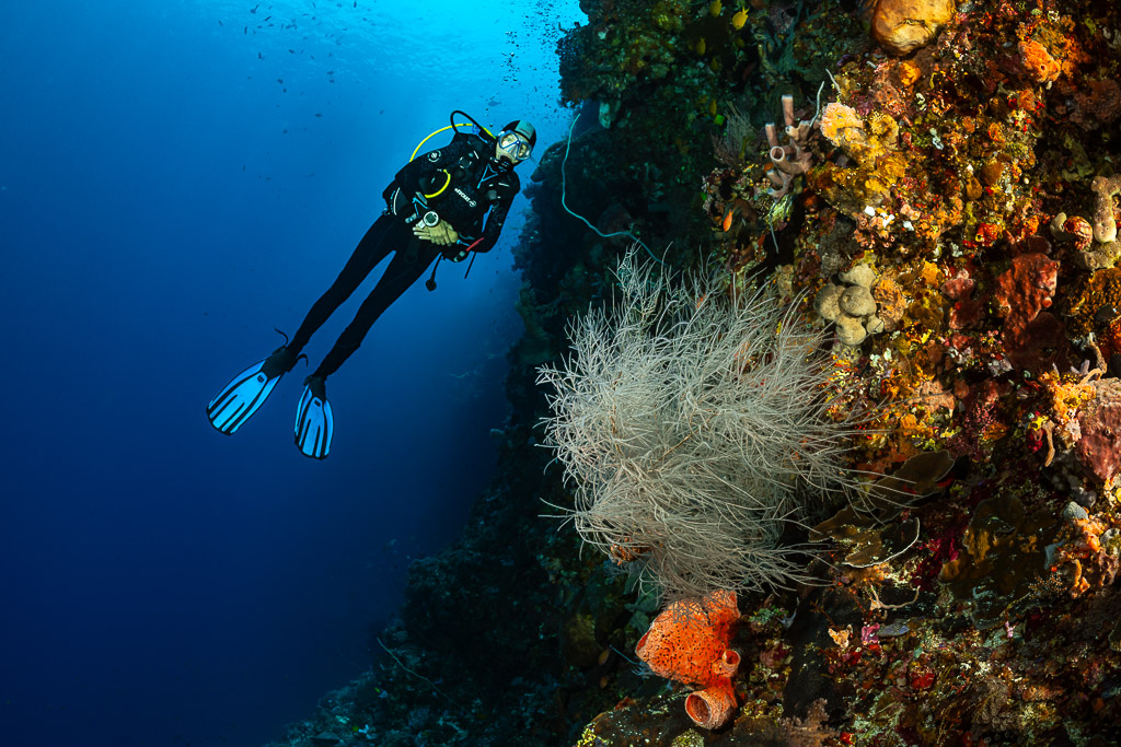 Diver beside a white black coral bush and orange sponge, Babylone, Banda Sea, Indonesia