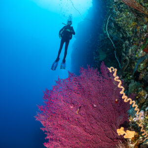 Vue verticale d’un plongeur au-dessus d’une gorgone magenta près d’une paroi, Babylone, mer de Banda, Indonésie