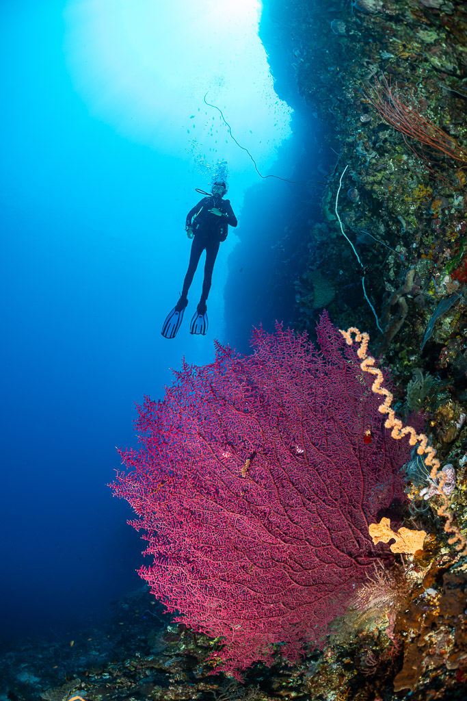 Vue verticale d’un plongeur au-dessus d’une gorgone magenta près d’une paroi, Babylone, mer de Banda, Indonésie