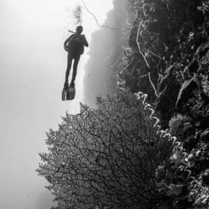 Vue verticale en noir et blanc d’un plongeur au-dessus d’une gorgone sur une paroi, Babylone, mer de Banda, Indonésie