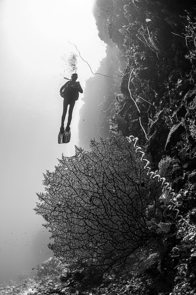 Vue verticale en noir et blanc d’un plongeur au-dessus d’une gorgone sur une paroi, Babylone, mer de Banda, Indonésie