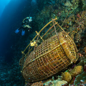 Diver behind a large bamboo fish trap on a reef wall, Babylone, Banda Sea, Indonesia