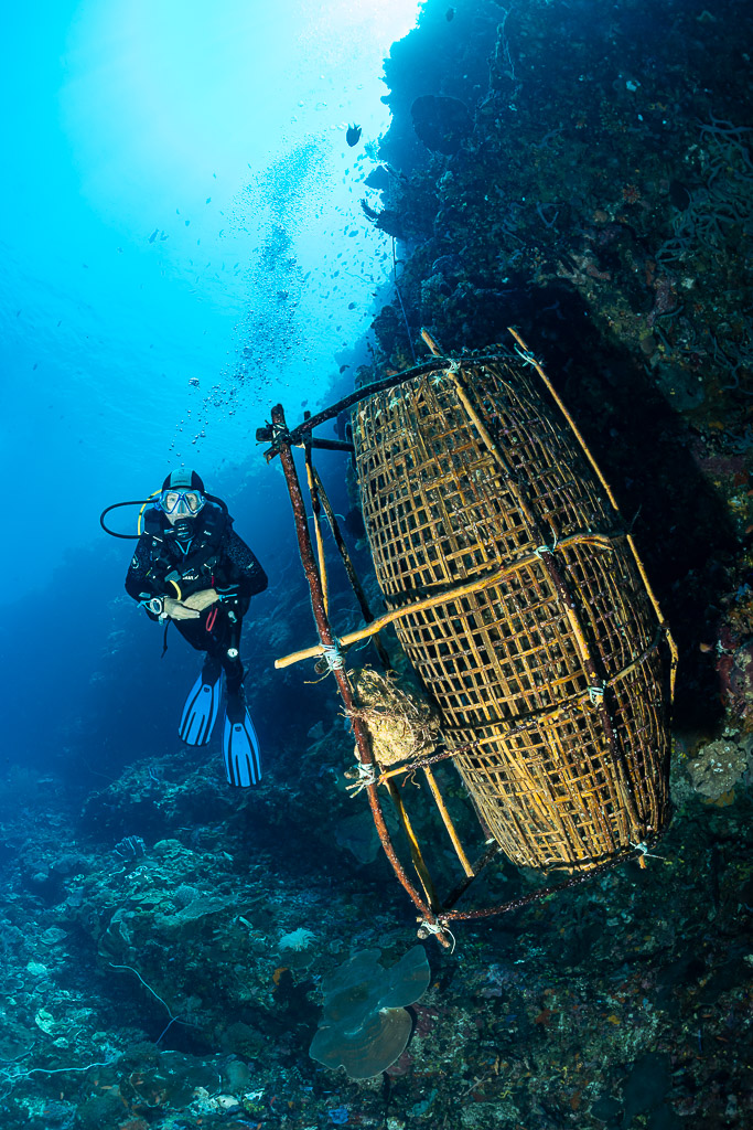 Vertical view of a diver beside a bamboo fish trap, Babylone, Banda Sea, Indonesia