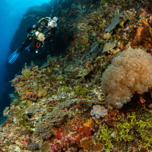 Diver above a pale coral mound on a colourful reef wall, Babylone, Banda Sea, Indonesia