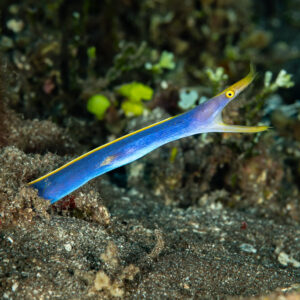 Blue ribbon eel emerging from its burrow with open mouth, Babylone, Banda Sea, Indonesia