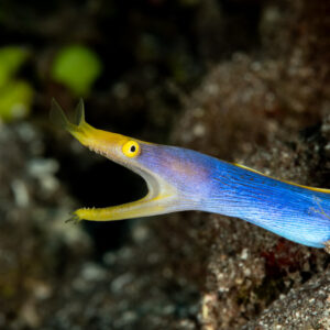 Close-up of a blue ribbon eel with gaping yellow jaws, Babylone, Banda Sea, Indonesia