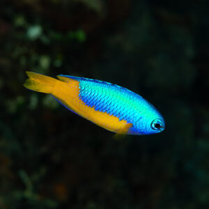 Azure demoiselle swimming in profile against a dark reef, Pak Yan, Banda Sea, Indonesia