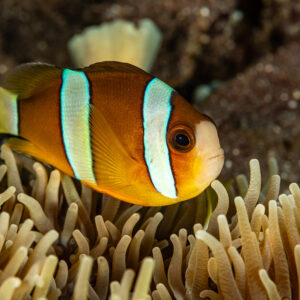 Clark's anemonefish over the tentacles of its anemone, Pak Yan, Banda Sea, Indonesia