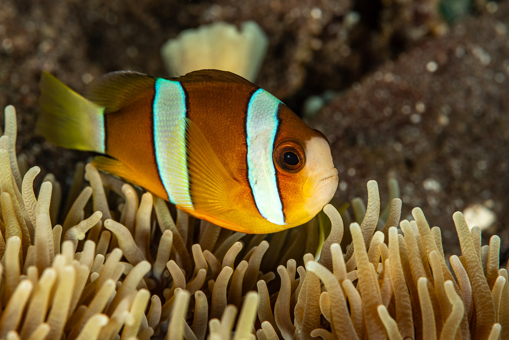Clark's anemonefish over the tentacles of its anemone, Pak Yan, Banda Sea, Indonesia