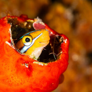 Bluestriped fangblenny peeking from a red sponge tube, Pak Yan, Banda Sea, Indonesia