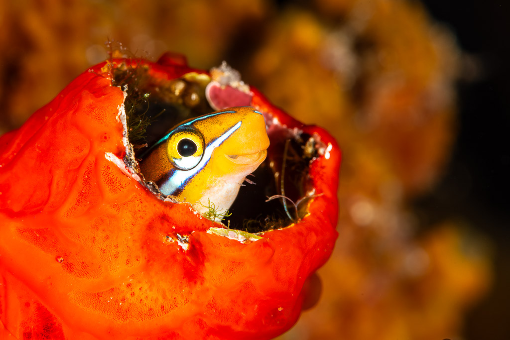 Bluestriped fangblenny peeking from a red sponge tube, Pak Yan, Banda Sea, Indonesia