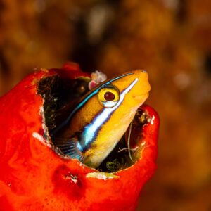 Bluestriped fangblenny in a red sponge, tighter vertical framing, Pak Yan, Banda Sea, Indonesia