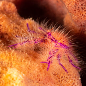 Hairy squat lobster on an orange barrel sponge, Pak Yan, Banda Sea, Indonesia