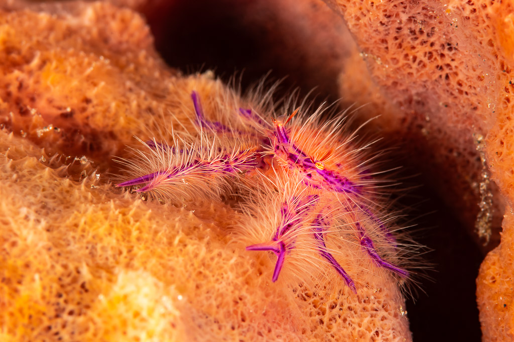 Hairy squat lobster on an orange barrel sponge, Pak Yan, Banda Sea, Indonesia