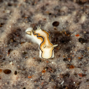 Small white and brown nudibranch crawling on grey sand, Pak Yan, Banda Sea, Indonesia