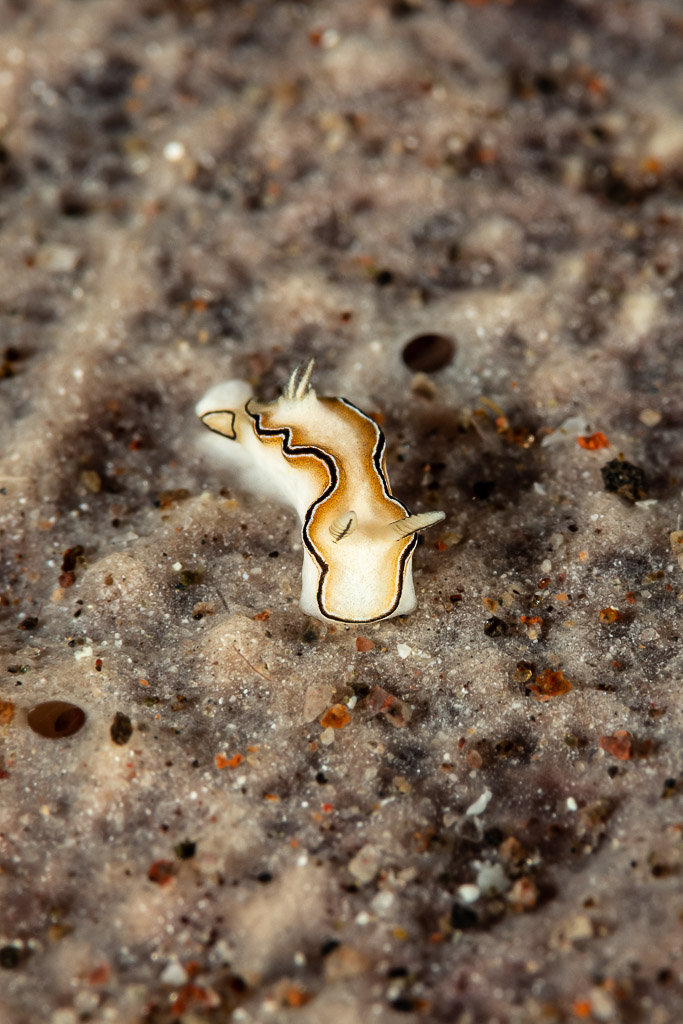 Petit nudibranche blanc et brun rampant sur le sable gris, Pak Yan, mer de Banda, Indonésie