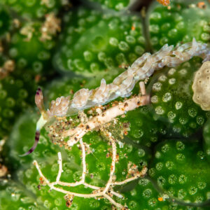 Aeolid nudibranch with translucent cerata on green colonial polyps, Pak Yan, Banda Sea, Indonesia