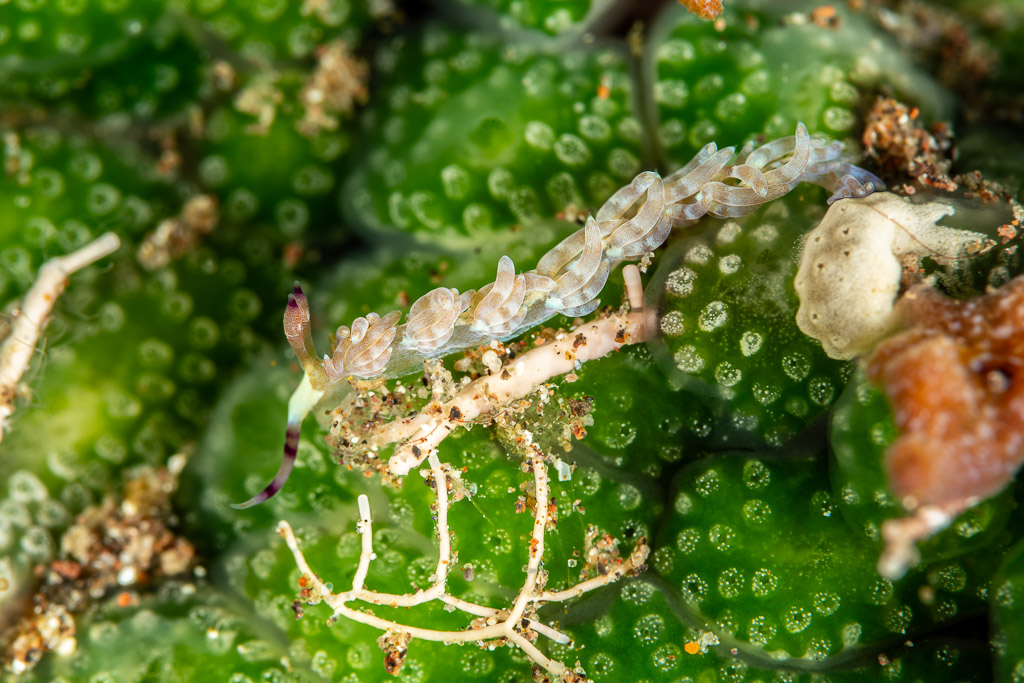 Aeolid nudibranch with translucent cerata on green colonial polyps, Pak Yan, Banda Sea, Indonesia