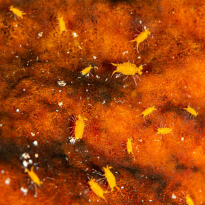 Swarm of tiny orange crustaceans on an orange sponge, Pak Yan, Banda Sea, Indonesia