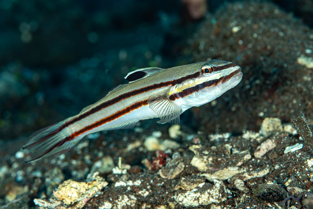 Gobie à deux bandes posé sur du sable volcanique sombre, Alor, mer de Banda, Indonésie
