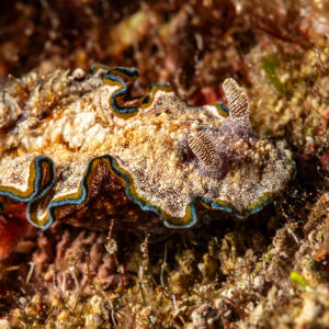 Girdled glossodoris with ruffled blue and yellow mantle edge, Pak Yan, Banda Sea, Indonesia