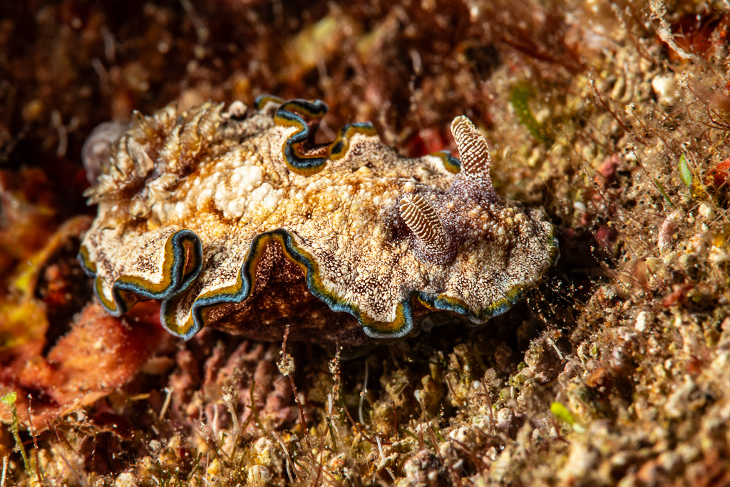 Girdled glossodoris with ruffled blue and yellow mantle edge, Pak Yan, Banda Sea, Indonesia
