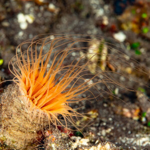 Orange tube anemone with long tentacles on dark sand, Pak Yan, Banda Sea, Indonesia