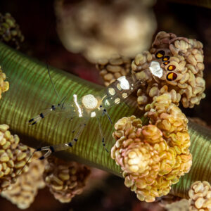 Glass anemone shrimp on a green column among clustered tentacles, Pak Yan, Banda Sea, Indonesia