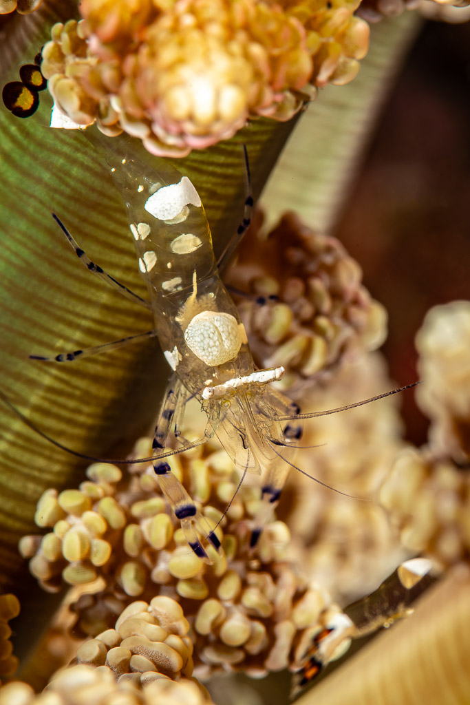 Vertical view of a glass anemone shrimp among bubble-tipped tentacles, Pak Yan, Banda Sea, Indonesia