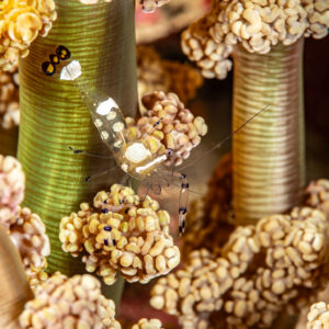 Glass anemone shrimp between two green columns, wider framing, Pak Yan, Banda Sea, Indonesia