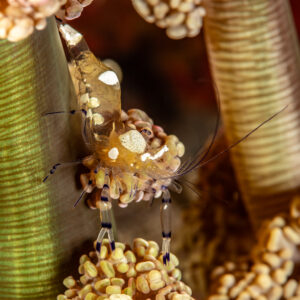 Glass anemone shrimp clinging to a green column, vertical close-up, Pak Yan, Banda Sea, Indonesia