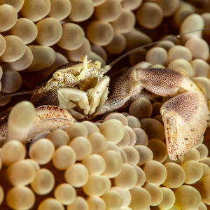 Spotted porcelain crab with raised claws in anemone tentacles, Pak Yan, Banda Sea, Indonesia