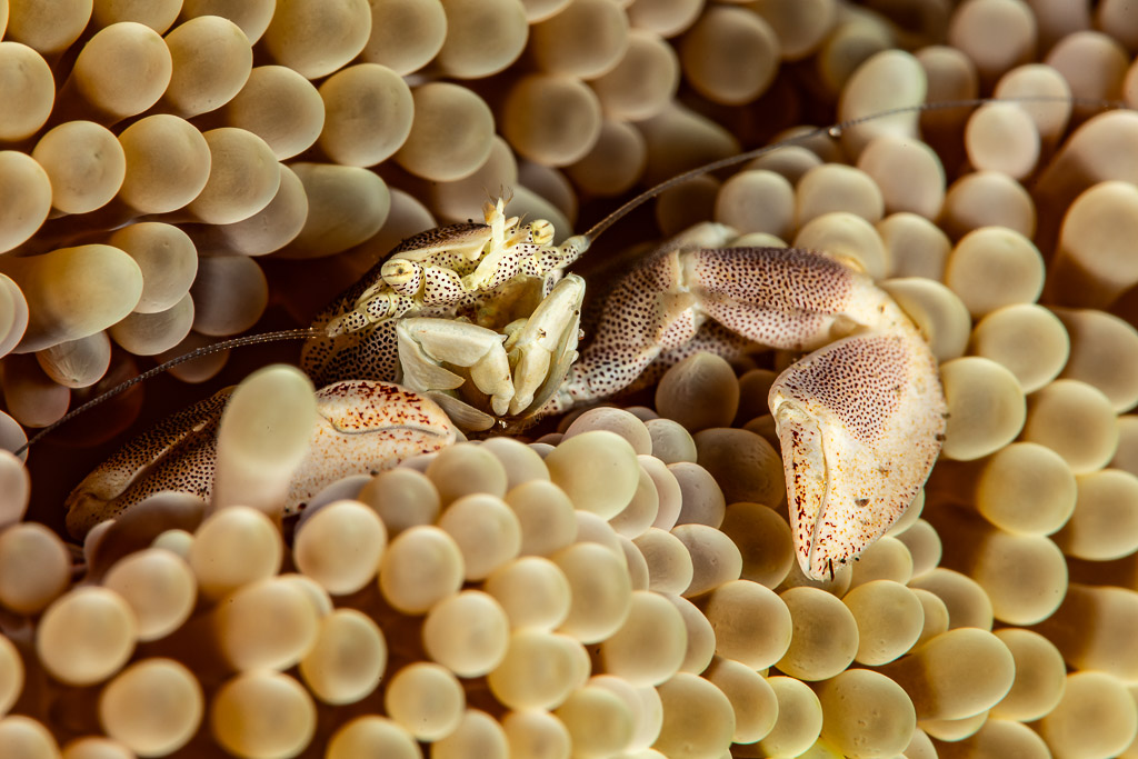 Spotted porcelain crab with raised claws in anemone tentacles, Pak Yan, Banda Sea, Indonesia